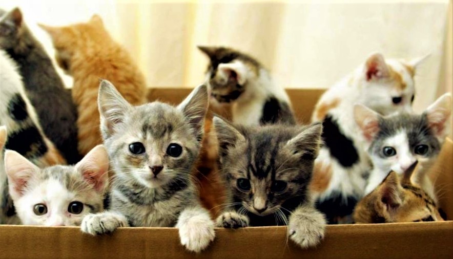 Garfield’s Rescue, INC.