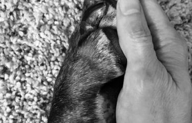 Pets paw and owners hand